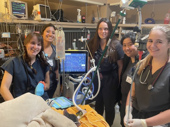 Trainees surround a table, where an animal is undergoing mechanical ventilation.