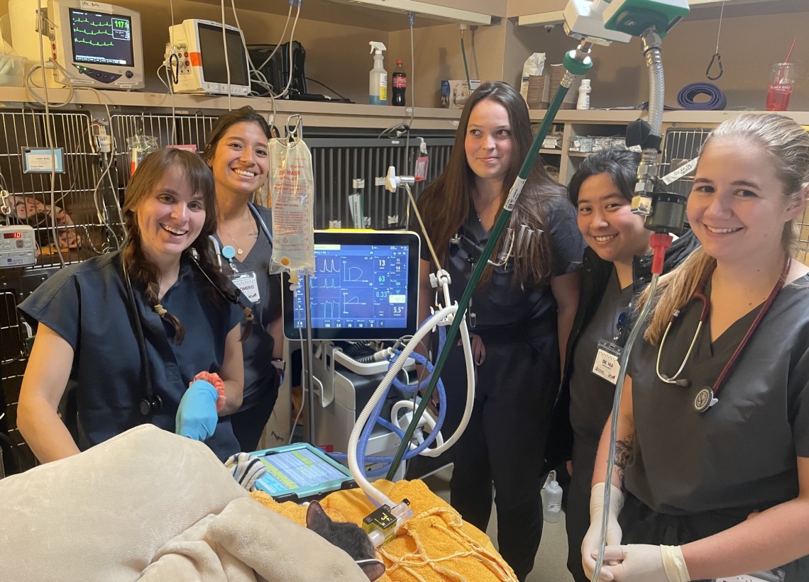 Trainees surround a table, where an animal is undergoing mechanical ventilation.