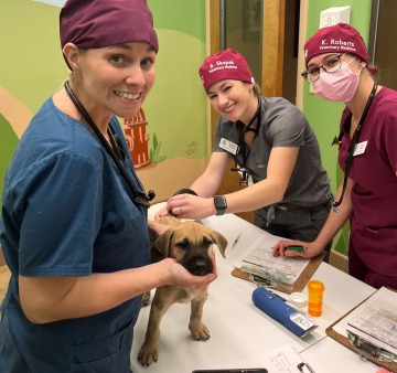 Three veterinary students in scrubs examine a small brown puppy.