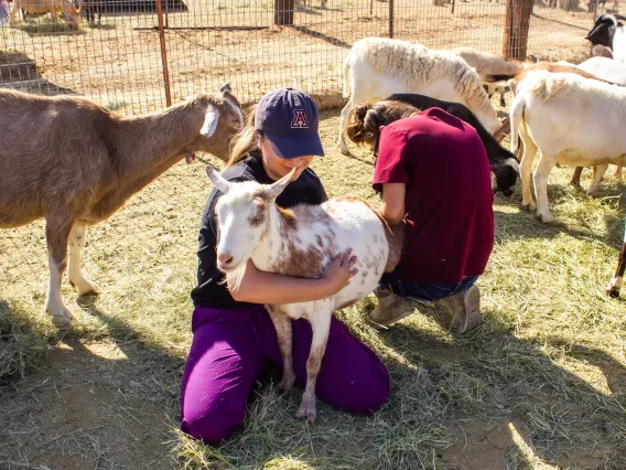 trimming hoof of goat