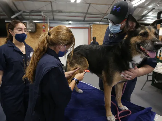 Three vet students examine a large black and tan dog.