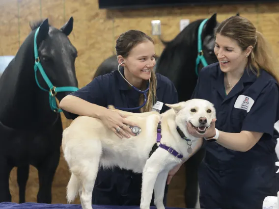 DVM students examining a dog.