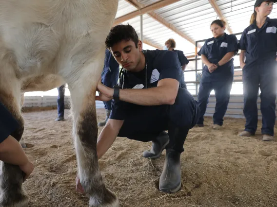 Equine Exam