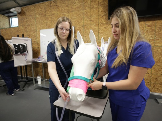 Two veterinary students simulate a medical procedure using a model horse.