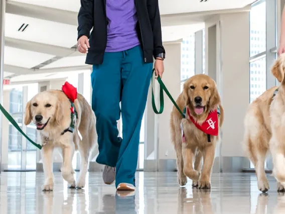 facility dogs