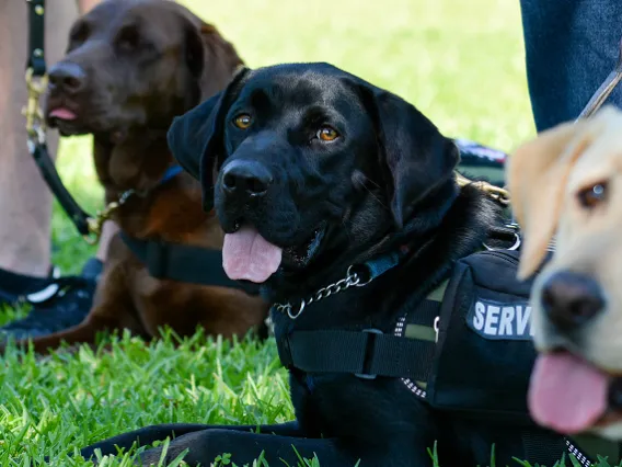 HAI Service Dogs