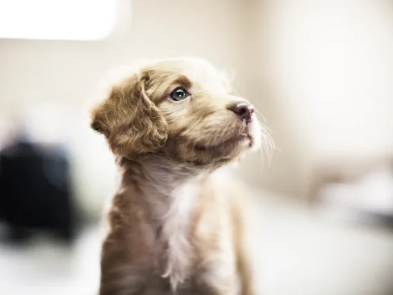 canine cognition lab