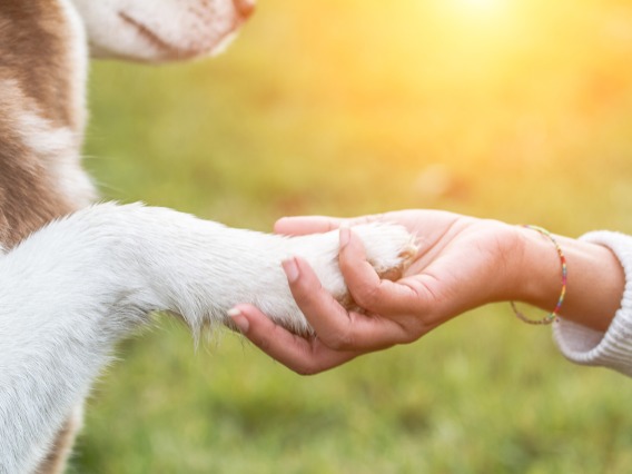 dog handshake
