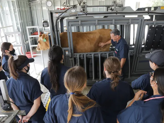 Dr. Tony Martin stands next to a cow as he speaks to a group of veterinary students.