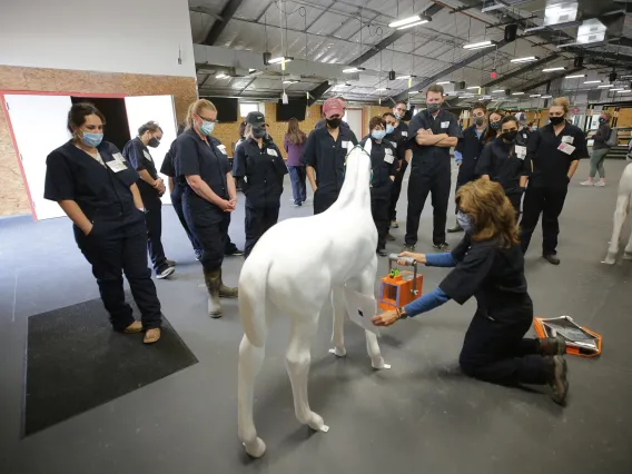 Dr. Gayle Leith demonstrates the use of a model radiology box on a model horse.