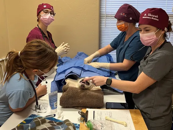 Veterinary students prep for surgery on a shelter pet.