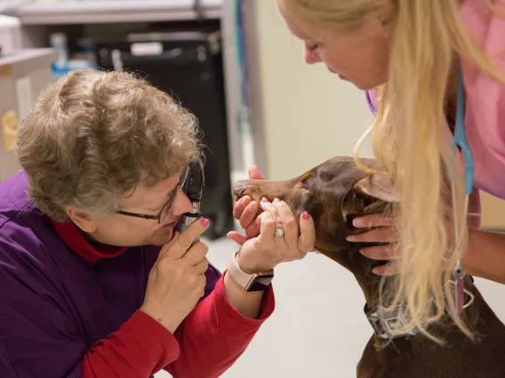 lakefield veterinary group