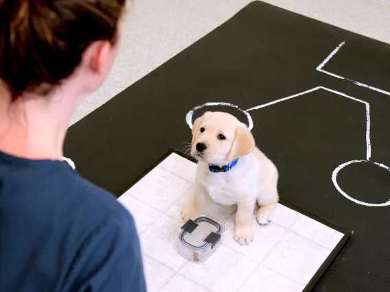 A woman looks at a small yellow lab puppy.