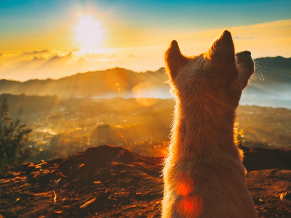 dog sunrise