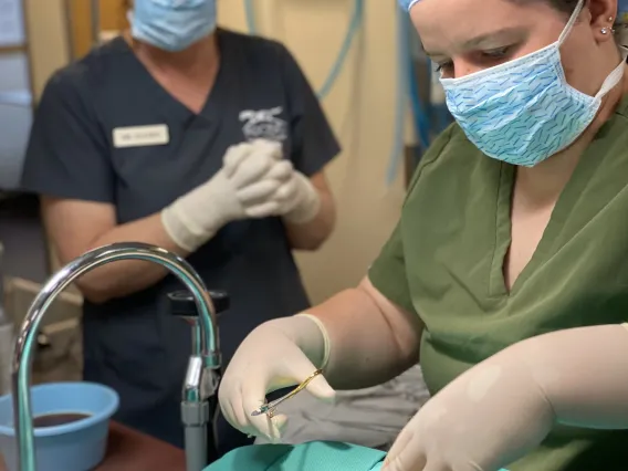 Student Megan Brown performs a surgery while Dr. Christine Staten supervises.