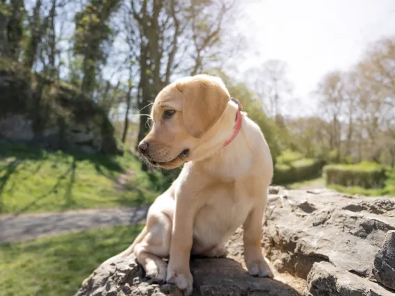 dog research