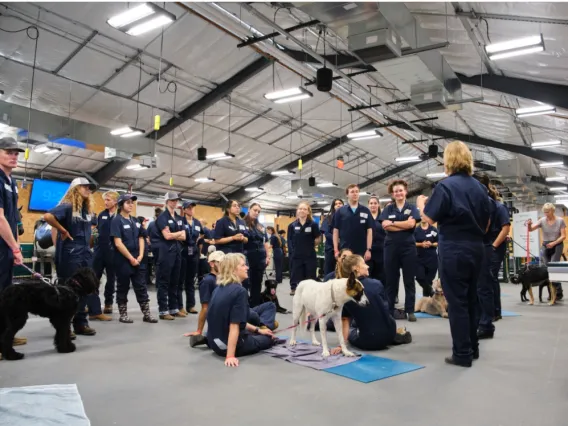 Veterinary students at a live dog lab.