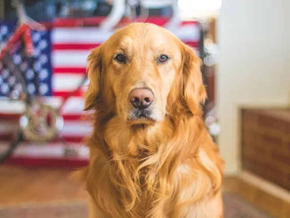 A golden retriever sits in front of an American flag.