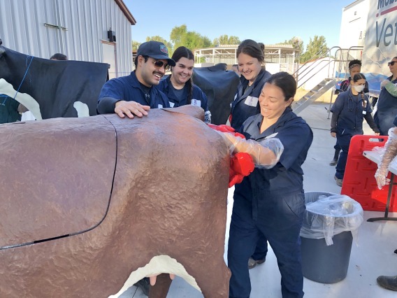 A group of students engages with a life-size cow model with a prolapsed uterus.