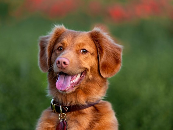 A tan dog stands in a grassy field and looks happy.