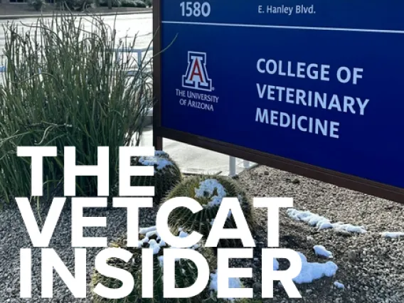 vetcat insider