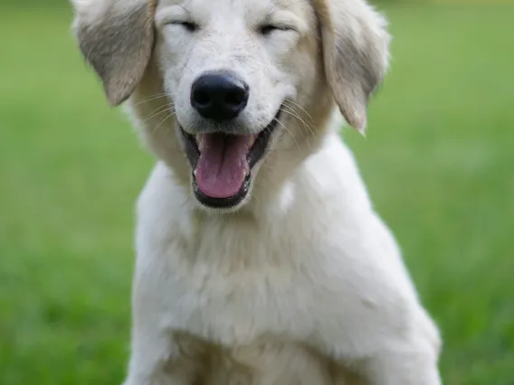 Golden labrador puppy sitting in a grassy field.