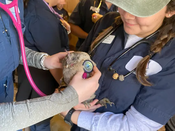 One student holds a chicken, and another student uses a stethoscope to examine the chicken.