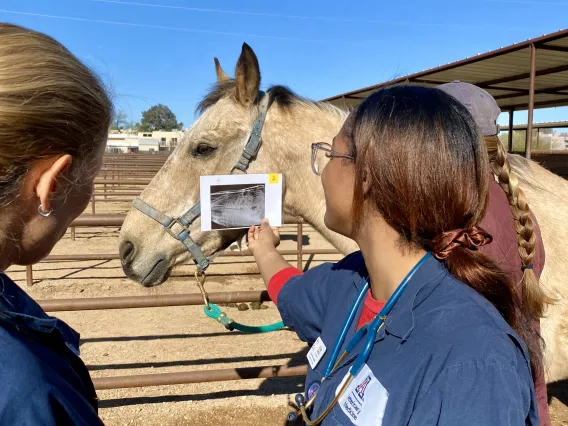 A student holds an X-ray up to a horse as a professor looks on.