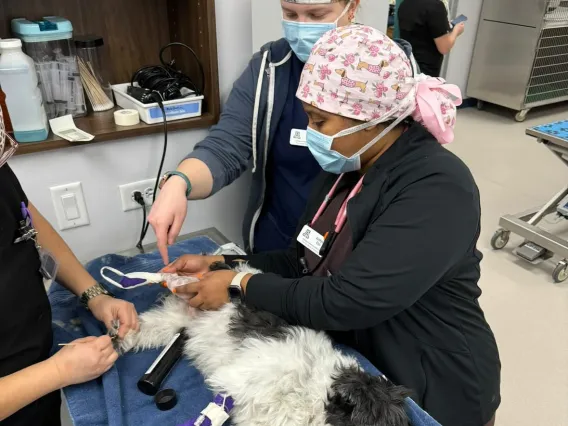 Two veterinary students in scrubs assist with a surgery on a Shih Tzu dog.