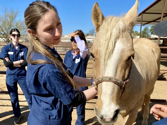 A student stands next to a palomino horse and looks at the horse.