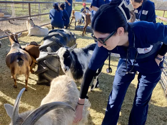 A student bends down to pet a white goat with horns.