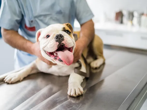 A cheerful looking bulldog sits on a veterinary exam table as a veterinarian performs an exam.