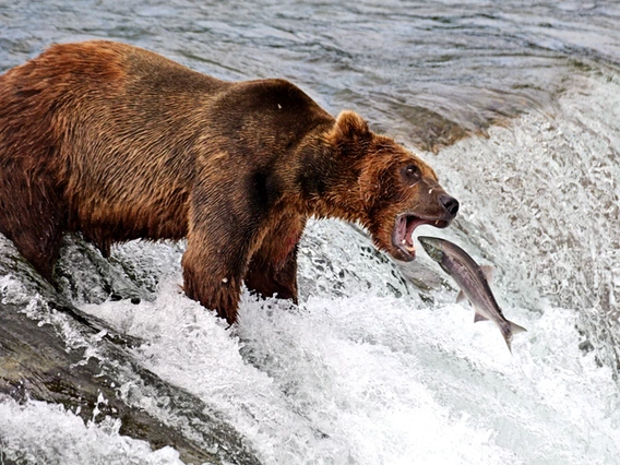Bear and salmon in Alaska