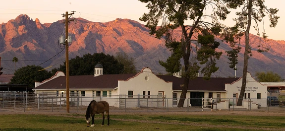 Shot of horse on a farm at dusk