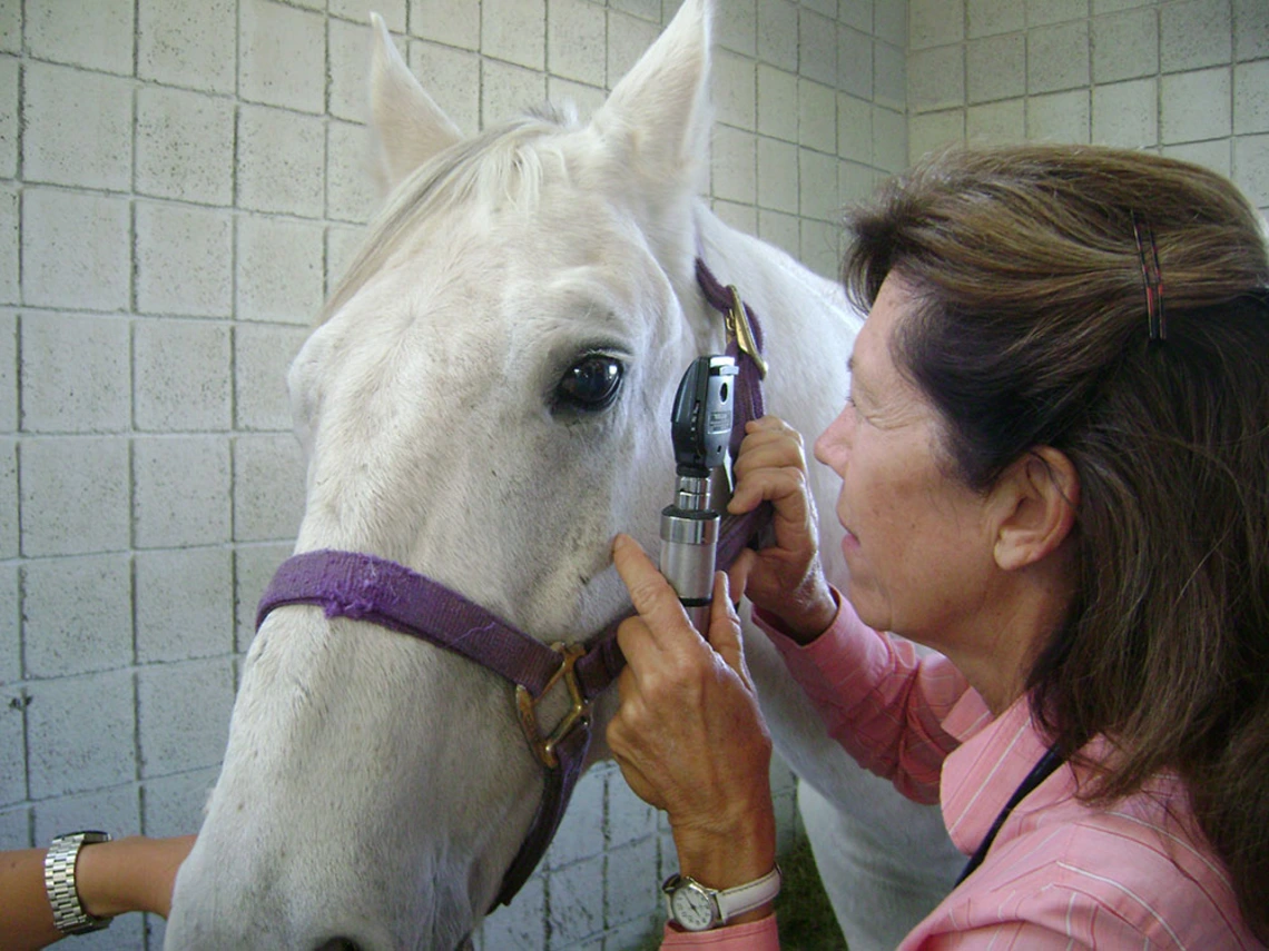 Dr. Gayle Leith