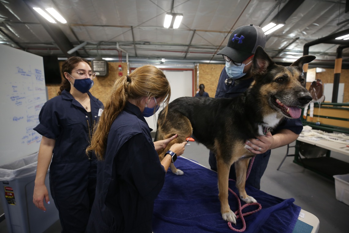 Three vet students examine a large black and tan dog.
