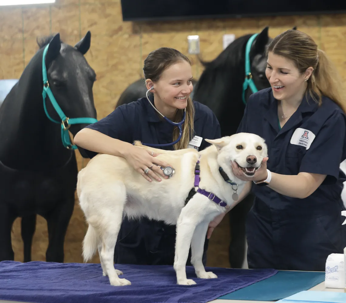 DVM students examining a dog.