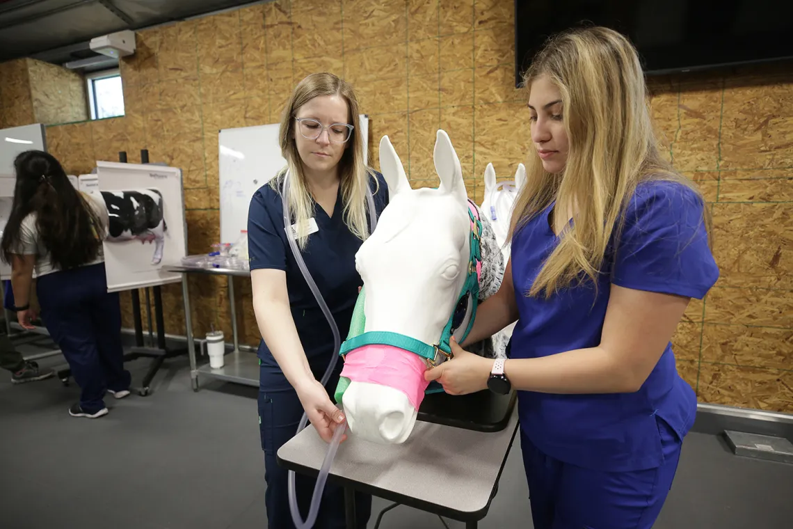 Two veterinary students simulate a medical procedure using a model horse.