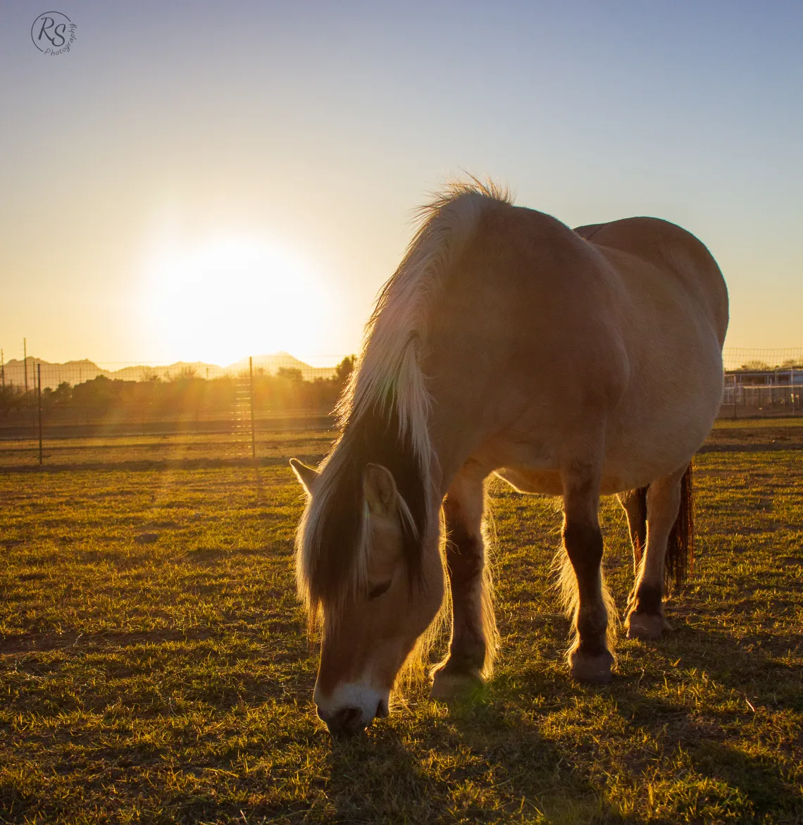 horse herd at sunset