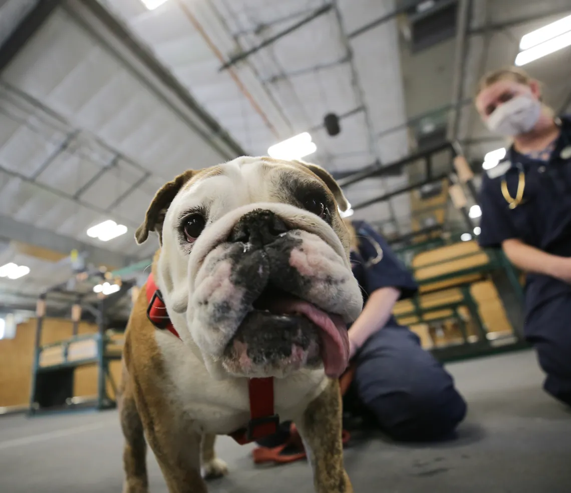 dog lab at cac