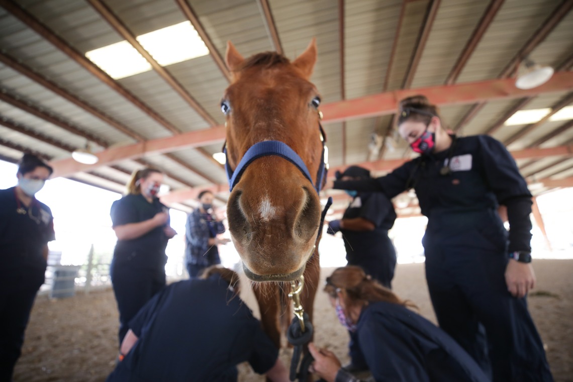 Hands-on horse lab