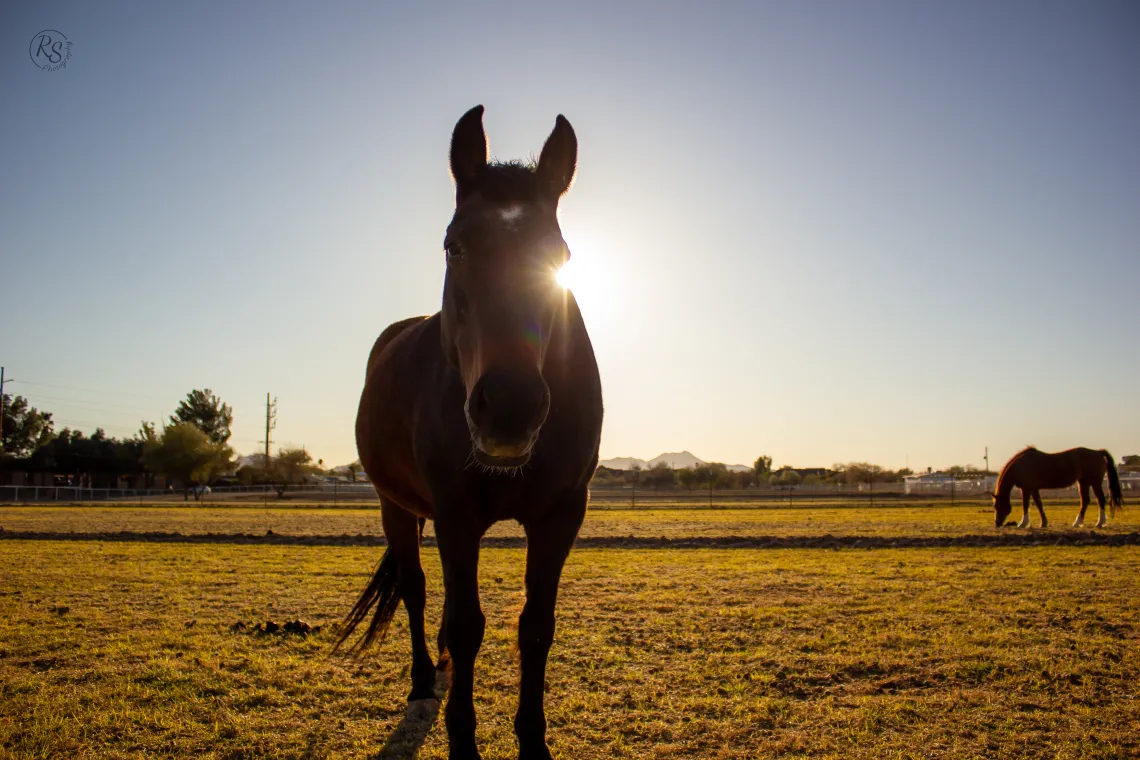 Image of brown horse standing in field facing camera with another horse grazing in background.