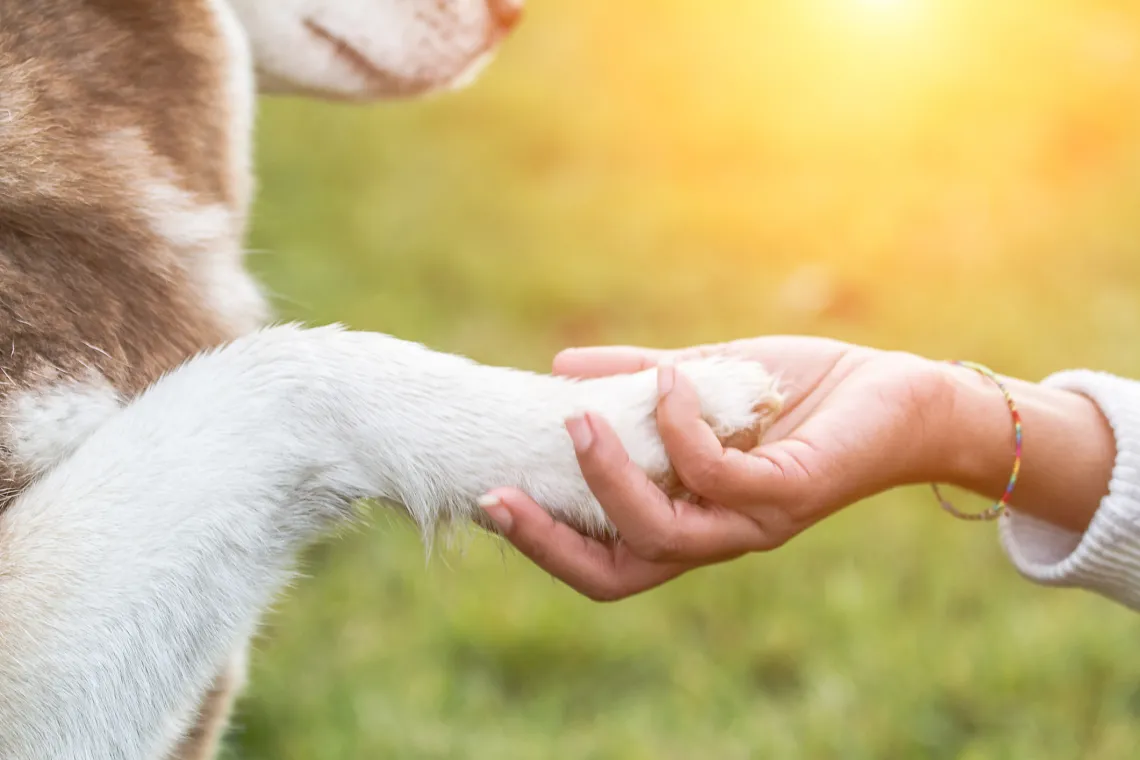 dog handshake