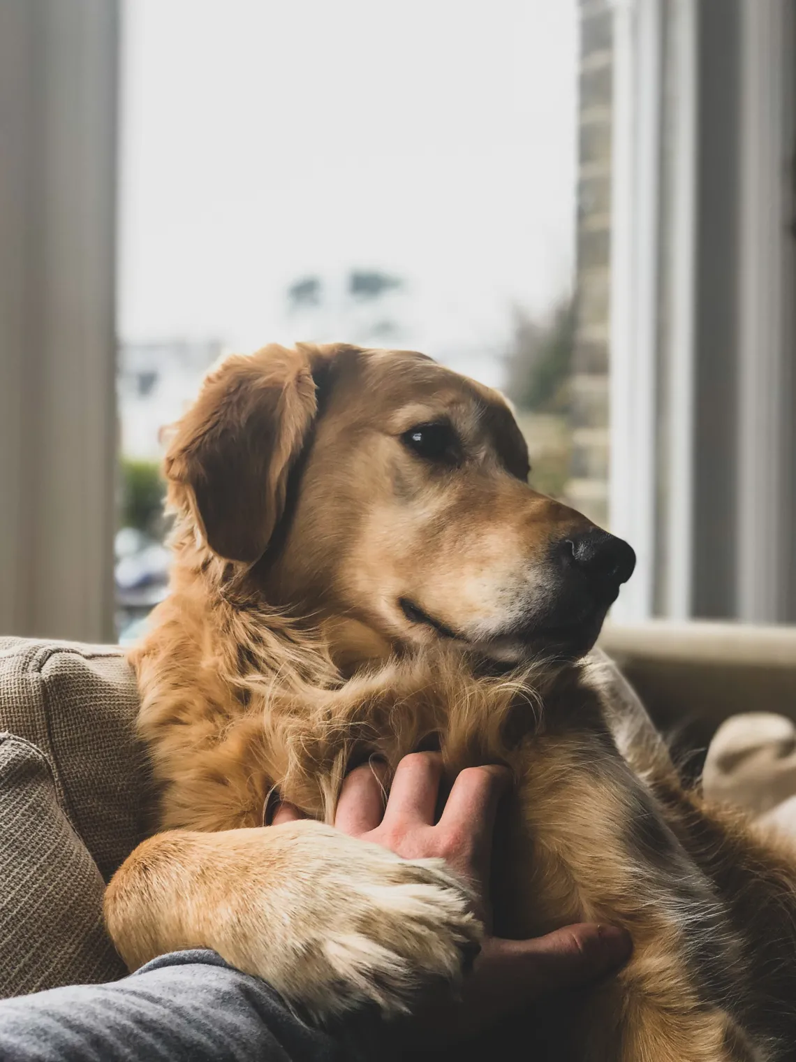 dog holding person's hand