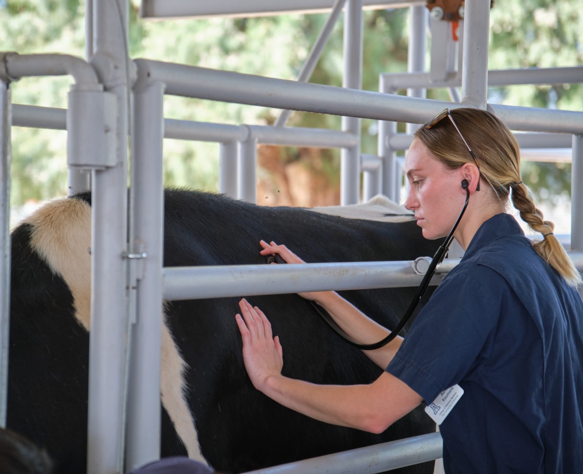 A student uses a stethoscope as she examines a cow.