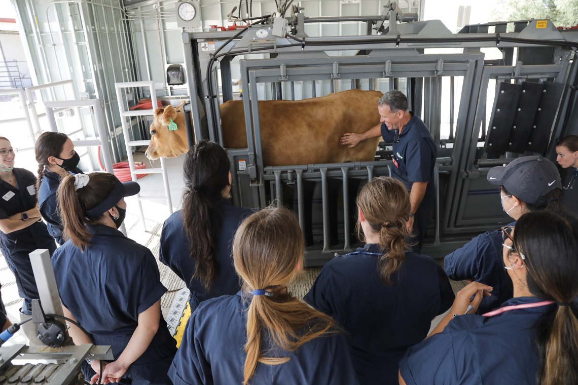 Dr. Tony Martin stands next to a cow as he speaks to a group of veterinary students.