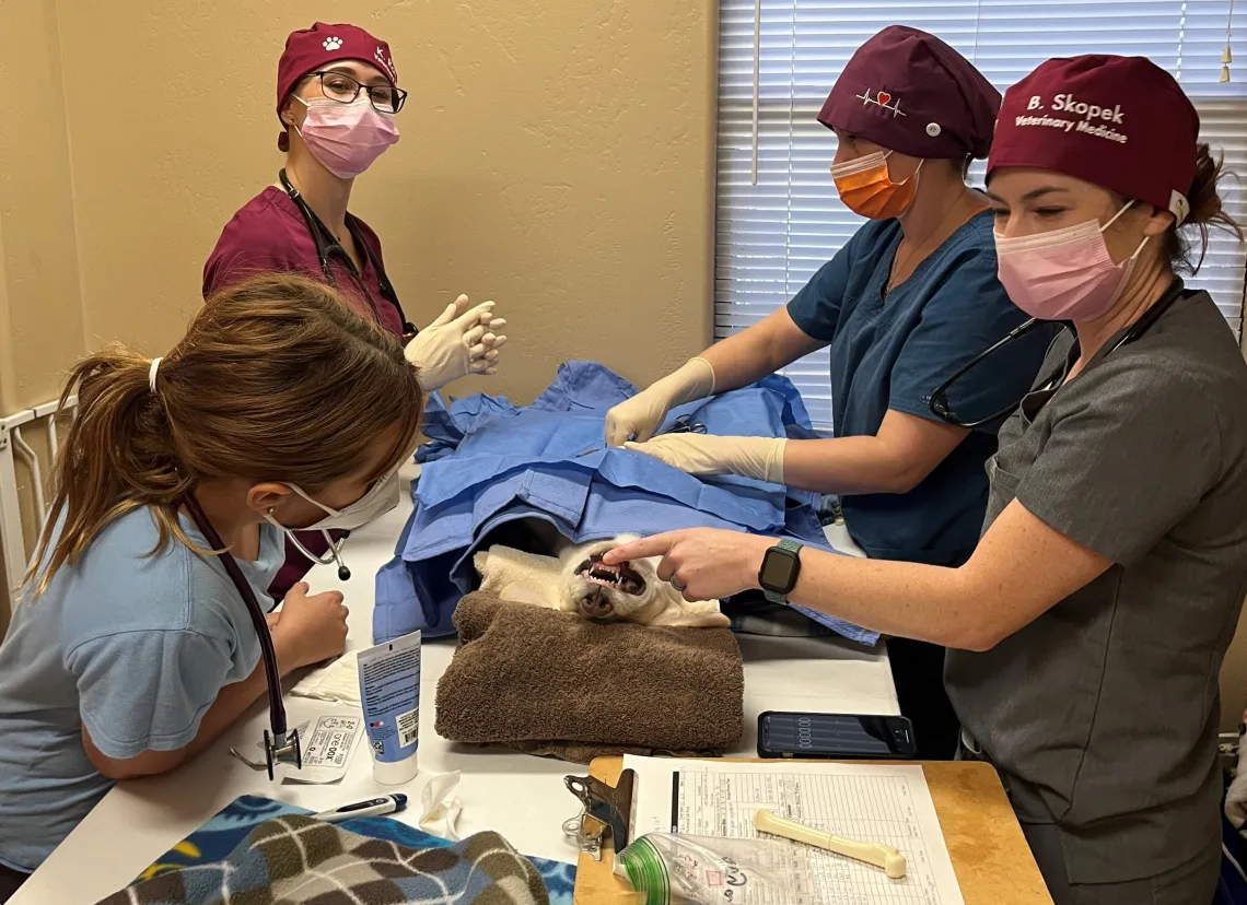 Veterinary students prep for surgery on a shelter pet.