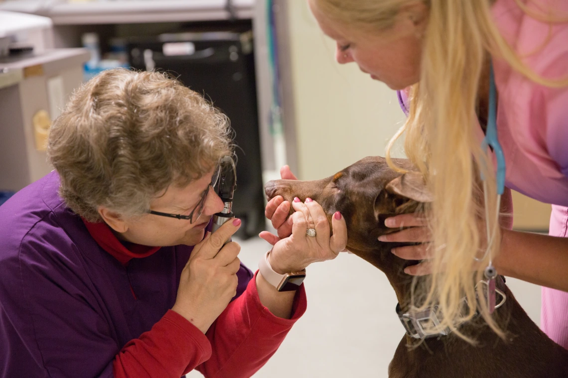 lakefield veterinary group