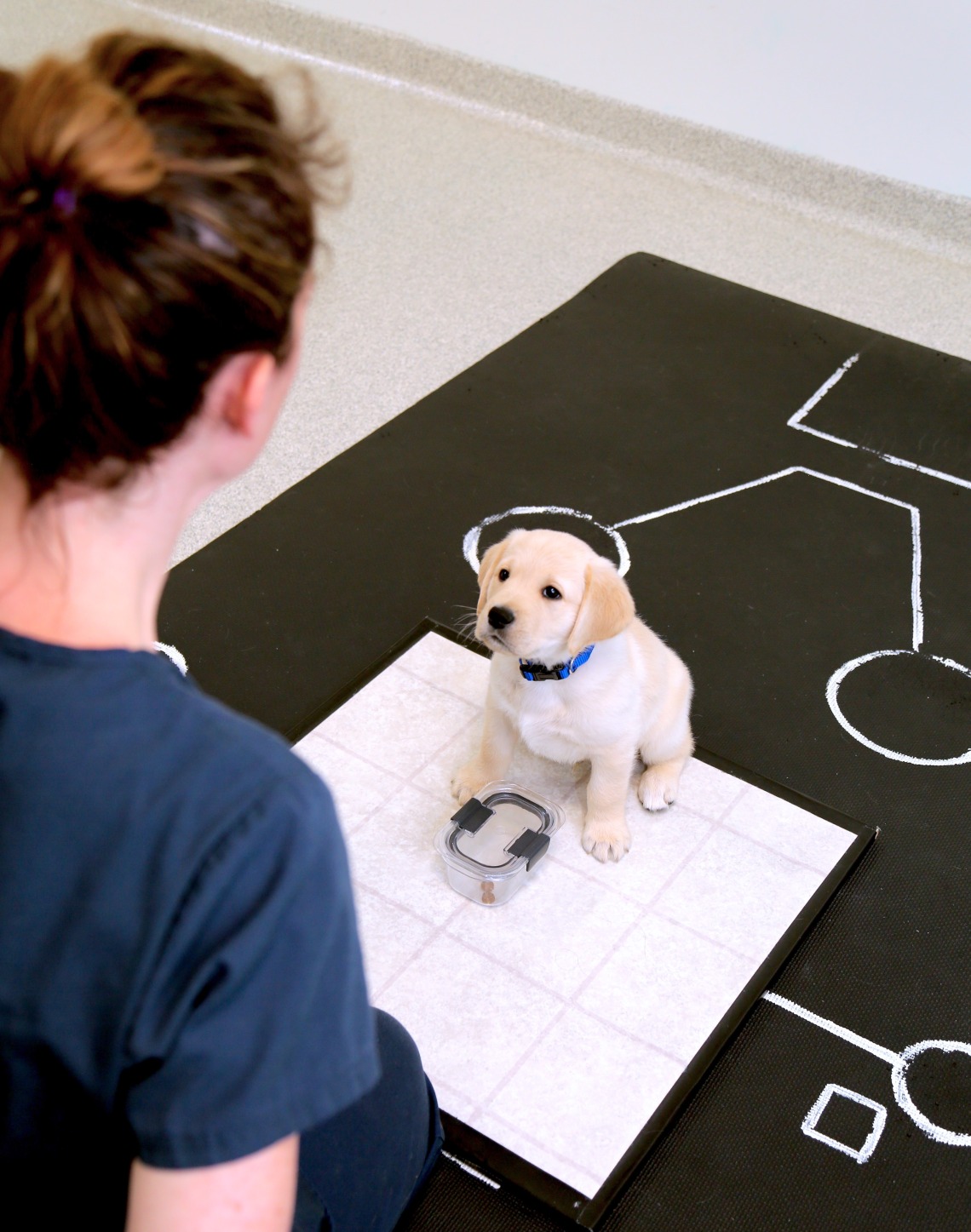 A woman looks at a small yellow lab puppy.