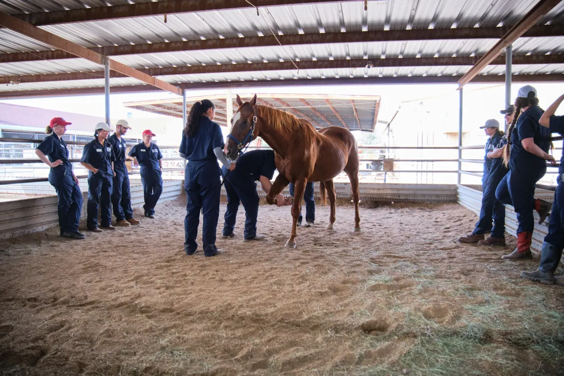 Horse lab